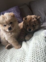 Chow Chow Pups Ready Now