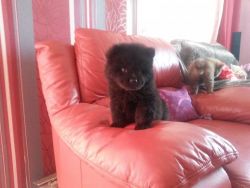 Very Playful Chow Chow Pups For Sale