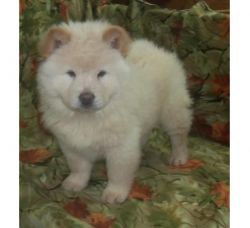 Male Chow Chow Puppy