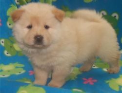Female Chow Chow Puppy For Lovely Homes