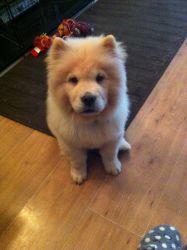 GORGOUSE CUDDLY CHOW CHOW PUP 19 WEEKS