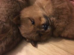 very vhealthy and marvelous male and female chow chow puppy