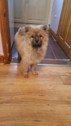 Amazing Pure Chow Chow Girl Puppy For Sale