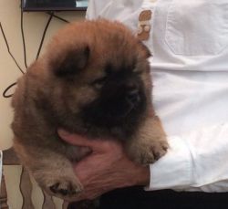 Beautiful Kc Registered Chow Chow Pups