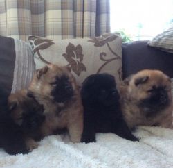Registered Chow Chow Pups