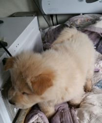 akc chow puppies