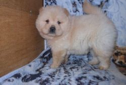 Pure Breed Chow Chow Puppies for Sale