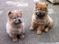 xvxvxc Chow Chow Puppies for Sale