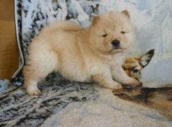 akc Chow Chow Puppies for Sale
