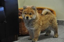 Caring Chow Chow Puppies for Sale
