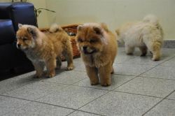Ncxv Chow Chow Puppies for Sale