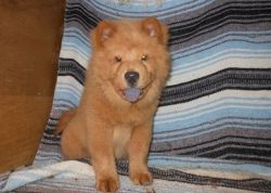 uttgc Chow Chow Puppies for Sale