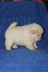 Chow Chow pups