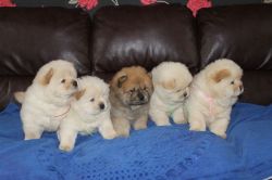 Beautiful Chow Puppies