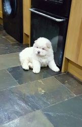 Beautiful Kc Chow Chow Puppies Available