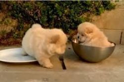 Cute chow chow puppies available