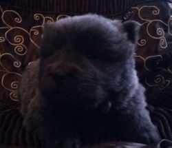 Storm a blue female chow puppy