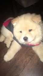 I have one male and female chow chow puppy for sale contact (xxx)-xxx-xxxx