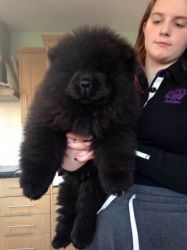 Kc Chow Chow Puppies For Sale