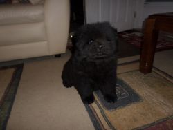 Kc Registered Chow Chow Pups