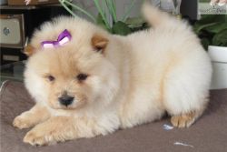 Registered akc chow chow Puppies