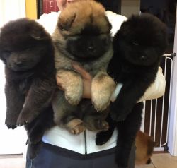 Akc registered chow chow puppy
