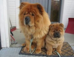 Adorable Chow Chow kid friendly puppies for sale