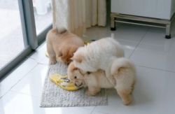 Cream,Black and white Chow Chow Pups Ready