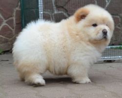 @@ cuTe Chow Chow PUPPIES for Re homing @@..