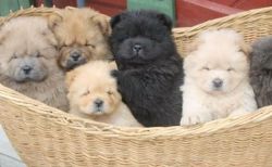 Cream white Black and red chow chow pups
