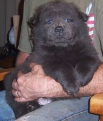 Chow chow male and female for sale now