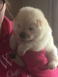 Stunning litter of 5 Chow Chow puppies