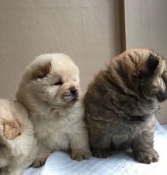 Cream Chow Chow puppies