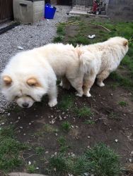 ***2 Chow Pups For Sale 1 Girls 1 Boy***