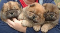 Calm and vigilant Chow Chow puppies