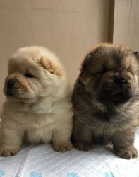 Cream Chow Chow For Sale