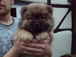 Super good male and female Chow chow pups ready now for sale