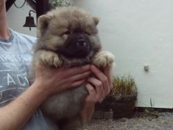 nice and cute looking chow chow puppies for sale
