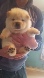 Pedigree Cream Chow Chow Puppies For Sale