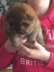 nice and good looking chow chow for sale