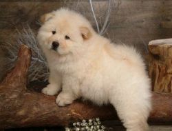 Lovable Chow Chow Puppies for Sale