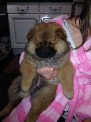 Chow Chow Female Puppy 11 Weeks Old