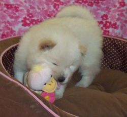 adorable litter of Chows chow puppies for sale.