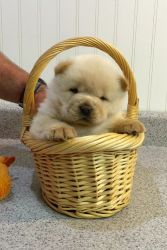 Outstanding Chow Chow pups