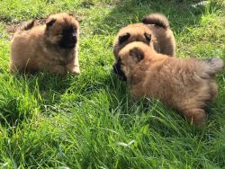 Kc Chow Chow Puppies