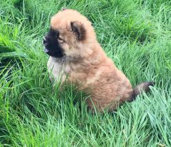Kc Chow Chow Puppies