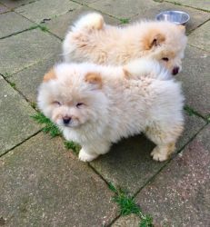 Chunky Chow Puppys