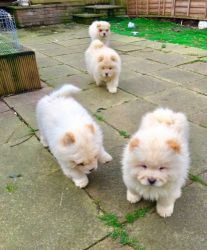 Cute chow chow puppies for your family.