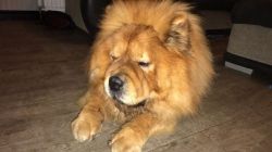 Chow Chow Male For Sale