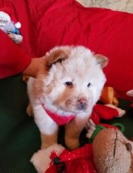 Cream Chowski Male Puppy For Sale